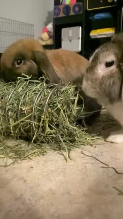 Bunny ASMR