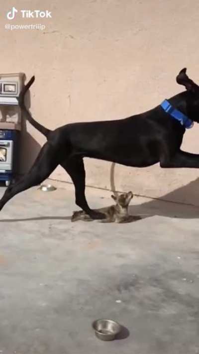 Poor doggo