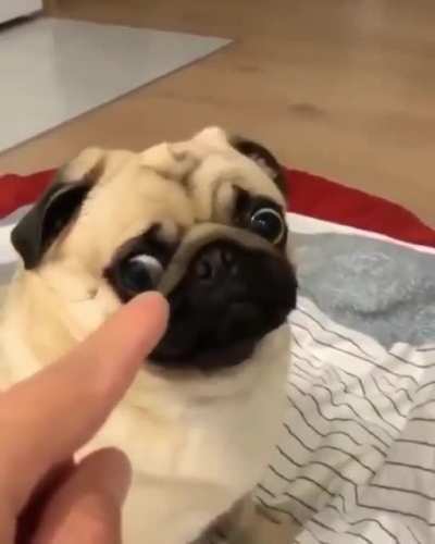 Nice pug