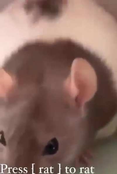 [rat]