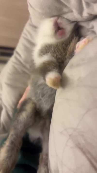 yawn