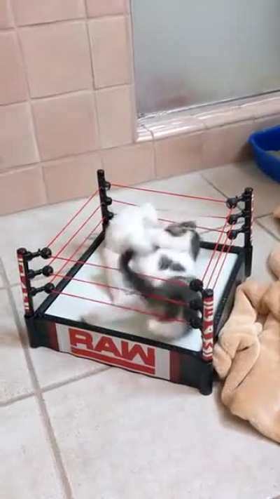 They wanted to wrestle, so I made it official