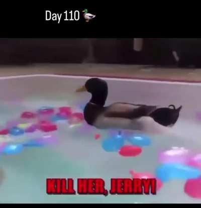 Jerry’s so cool