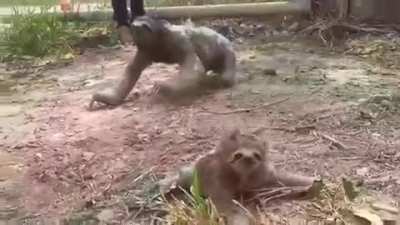 Mom and Baby Sloth Reunite After a Fire, & World Stops for a Moment
