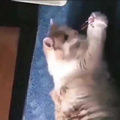 That sounded like a human and not a cat