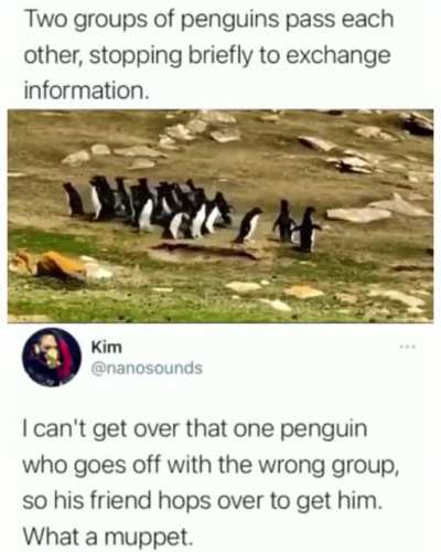 Muppet penguin