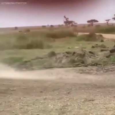 Gazelle Jukes Lion Into Another Dimension