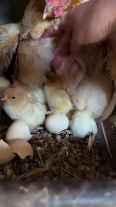 little guys just want to be in the video