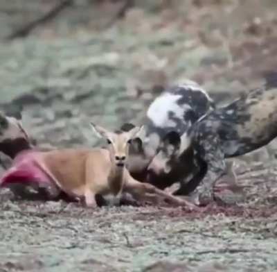 NSFL! They eating her baby alive…
