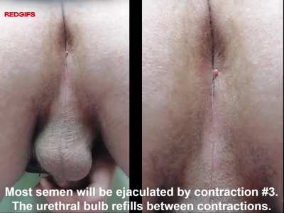 I would love to have my orgasm showing the involuntary pulsating contractions of my Anus and Perineum as I pump semen studied as a medical exercise. This orgasm was my first in 5 days [32M].
