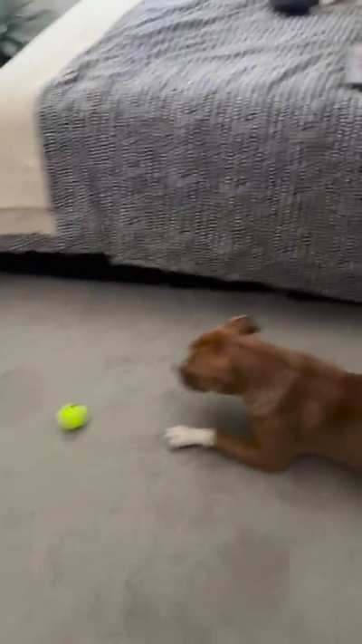 Who knew a tennis ball could be so fascinating