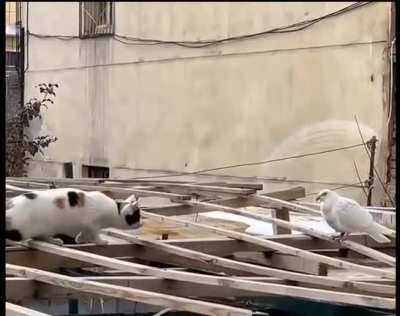 Cat getting ready to…