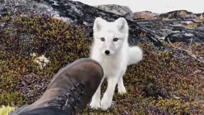 🔥 artic fox gets close