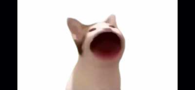 Polish popcat