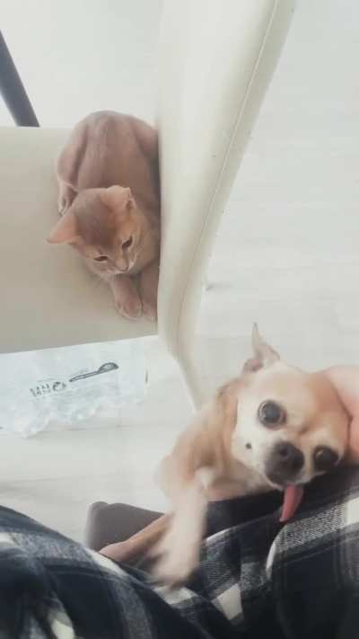 Little slaps