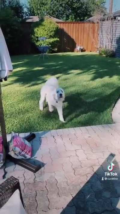 What the dog doin?