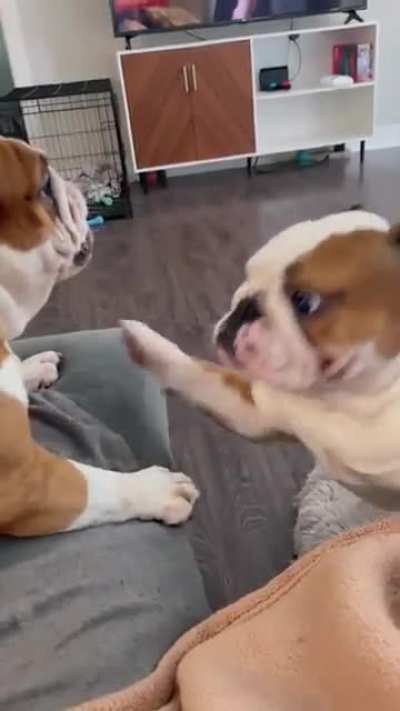 Biggest chonkers