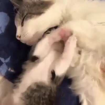 Smol Cuddles