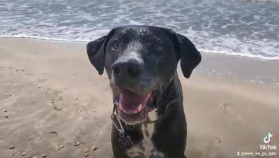 Our sweet boy crossed the rainbow bridge last night, but not before outlasting his prognosis and finishing his bucket list. Cheers to my guy, Aldous, and those who went before him!