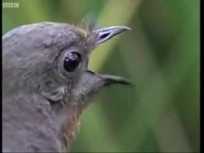 Talented Bird