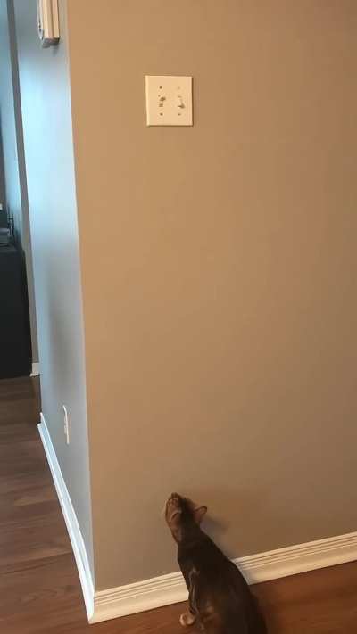 Whenever she sees us turn on the light...
