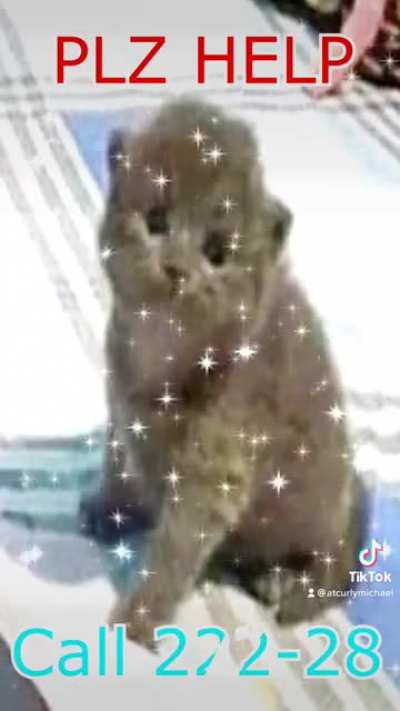 KITTY LOVES PUTER