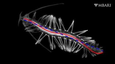 Most gossamer worms are trans<wbr>paren<wbr>t—an adaptation that allows them to hide in plain sight from both predators and prey. Most are only a few centimeters in length, but the largest are more than 60 centimeters (two feet) long, including their long extendabl