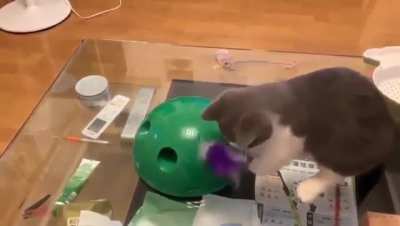 That's an ingenious cat toy.