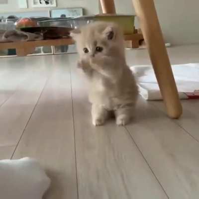 On the floofy scale - it's kitty 1 - sock 0!