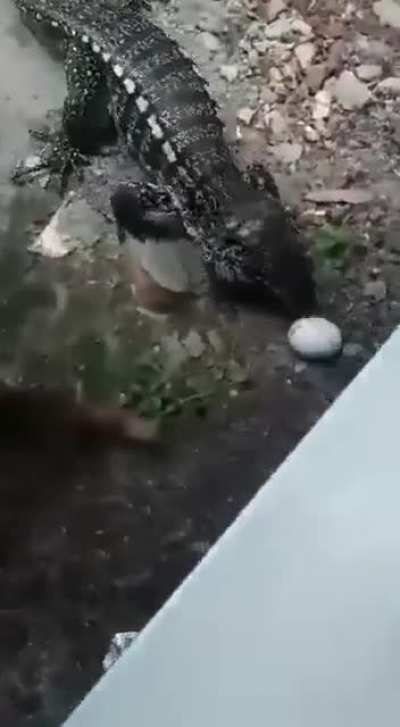 Кусь!