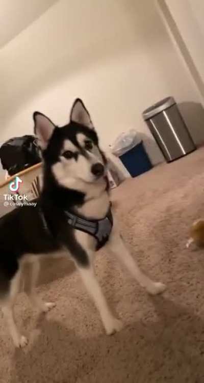 AWOOOOOOOOOO