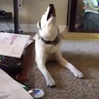 Bloody hell [turn on the sound]
