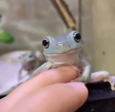 YOU got bamboozled