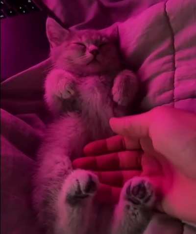 good night for little puppy