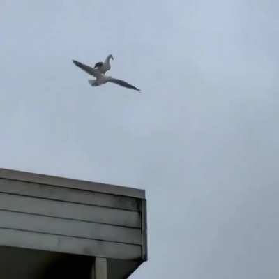 Bird moment 