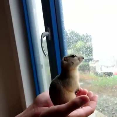 Autoleveling Meerkat
