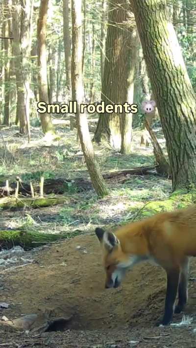 🔥Mama fox feeding her cubs