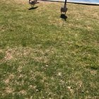 My sister is afraid of birds...