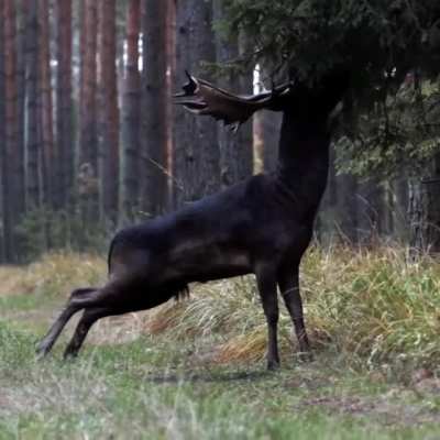 Black Fallow Deer