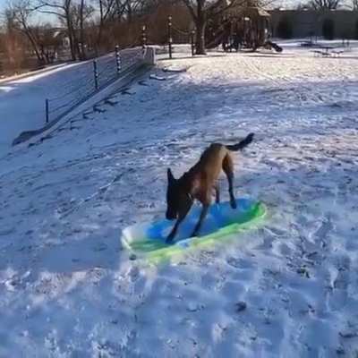 This dog knows how to snowboard