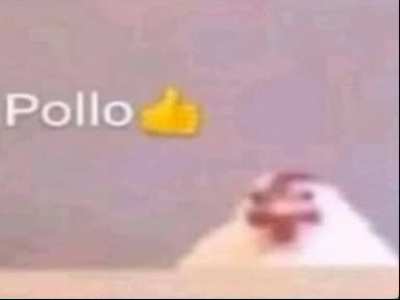 Pollo