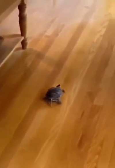 Zoomies