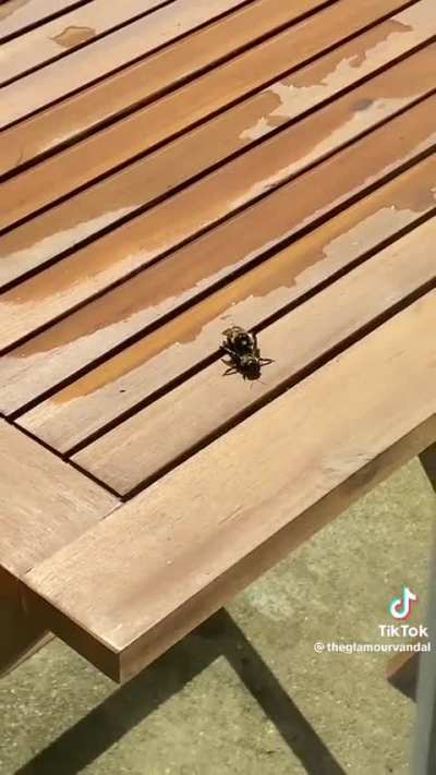 What are the 