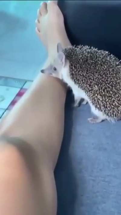 Hedgehog go nom