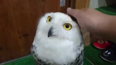 Happy Owl