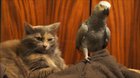biRd viciOusLy pEcKs cAt tO deAtH