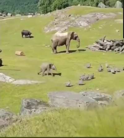 Baby Elephants are just too cute.
