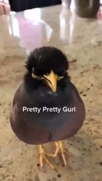 Meme para quem fala gringuês