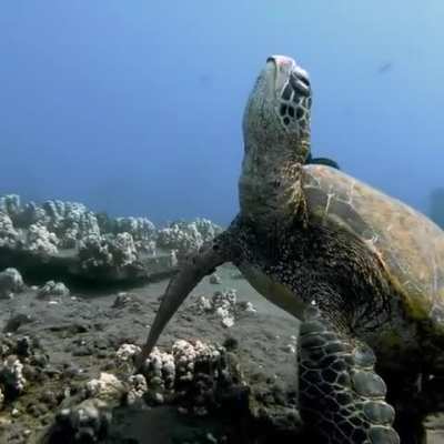 A sea turtle taking a nap on the ocean floor while fish clean its shell. 📽: Drew Sulock