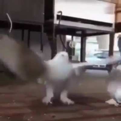 Хоба!
